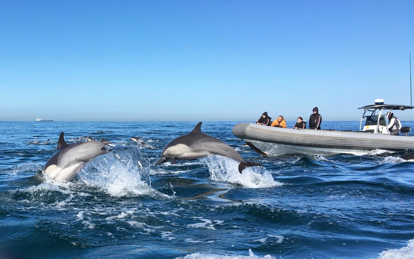 Whale Watching by RIB