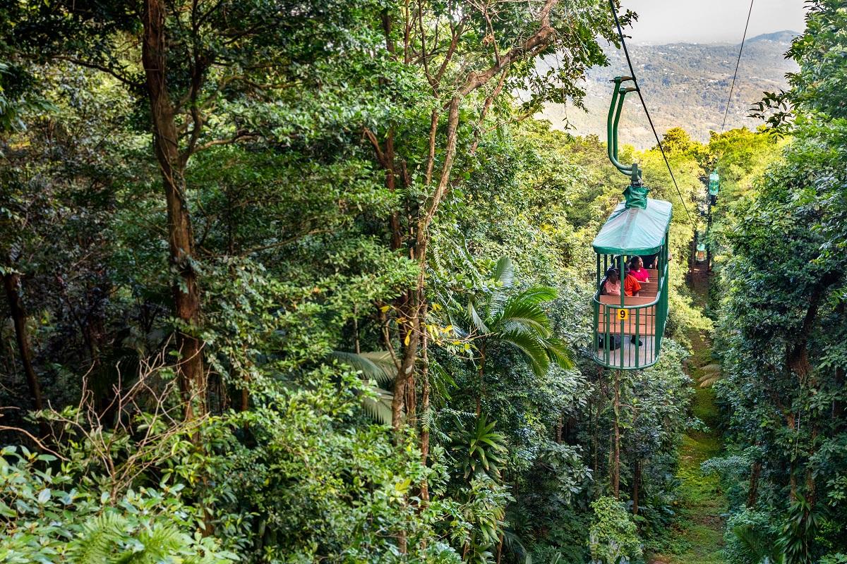 Experience the Rainforest: Aerial Tram Adventure