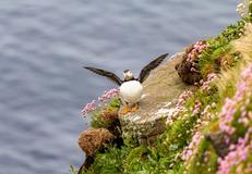 Handa Island, Scotland
