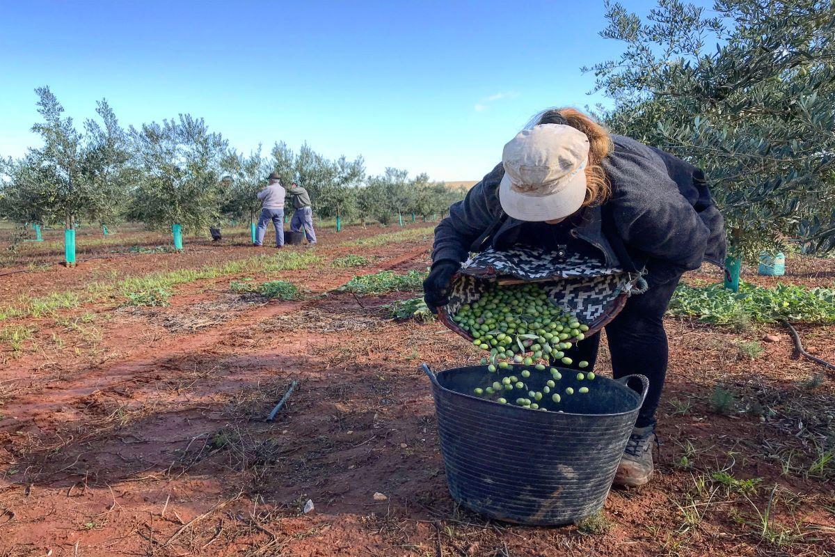 Olive Oil Estate & Hilltop Town of Carmona