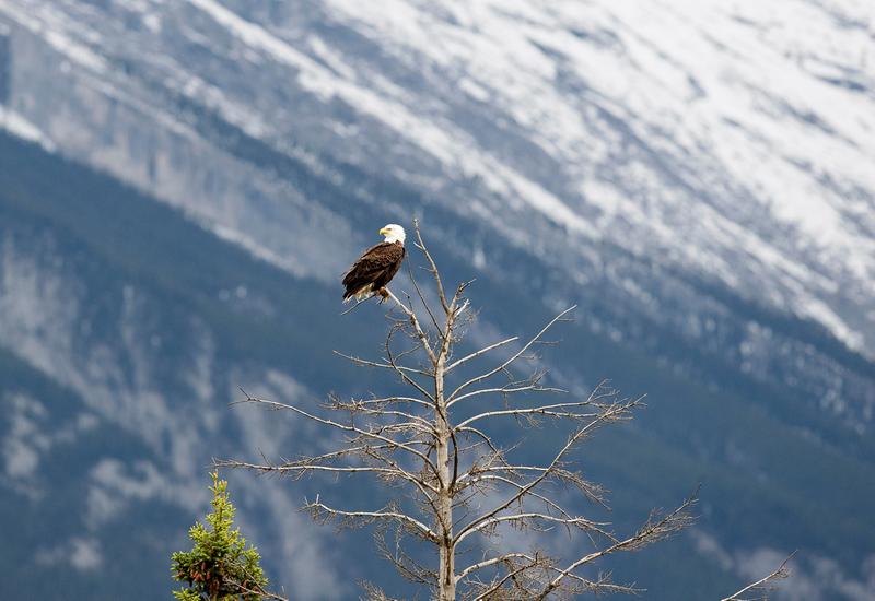 BANFF