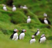 Vestmannaeyjar 