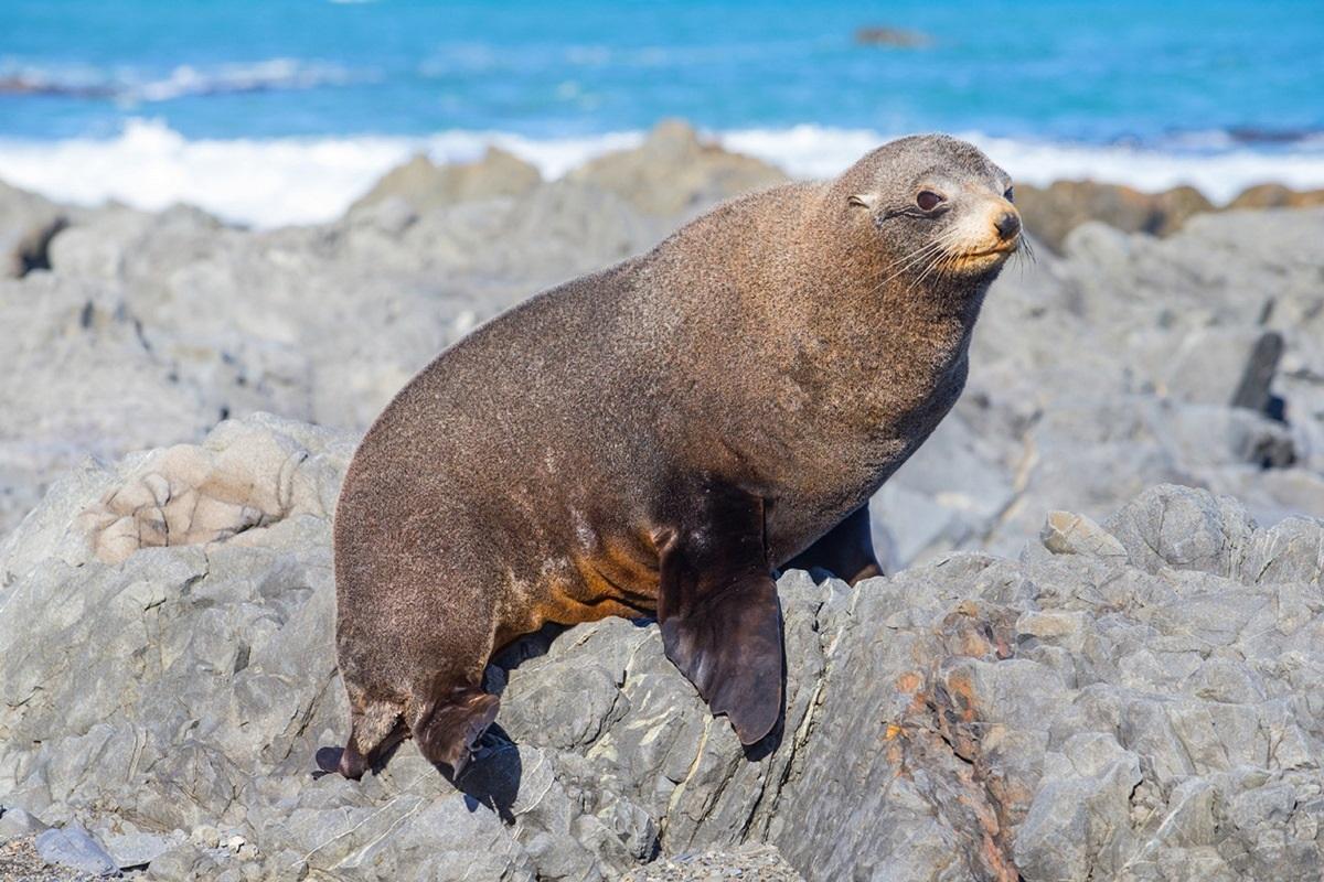Seal Coast Safari