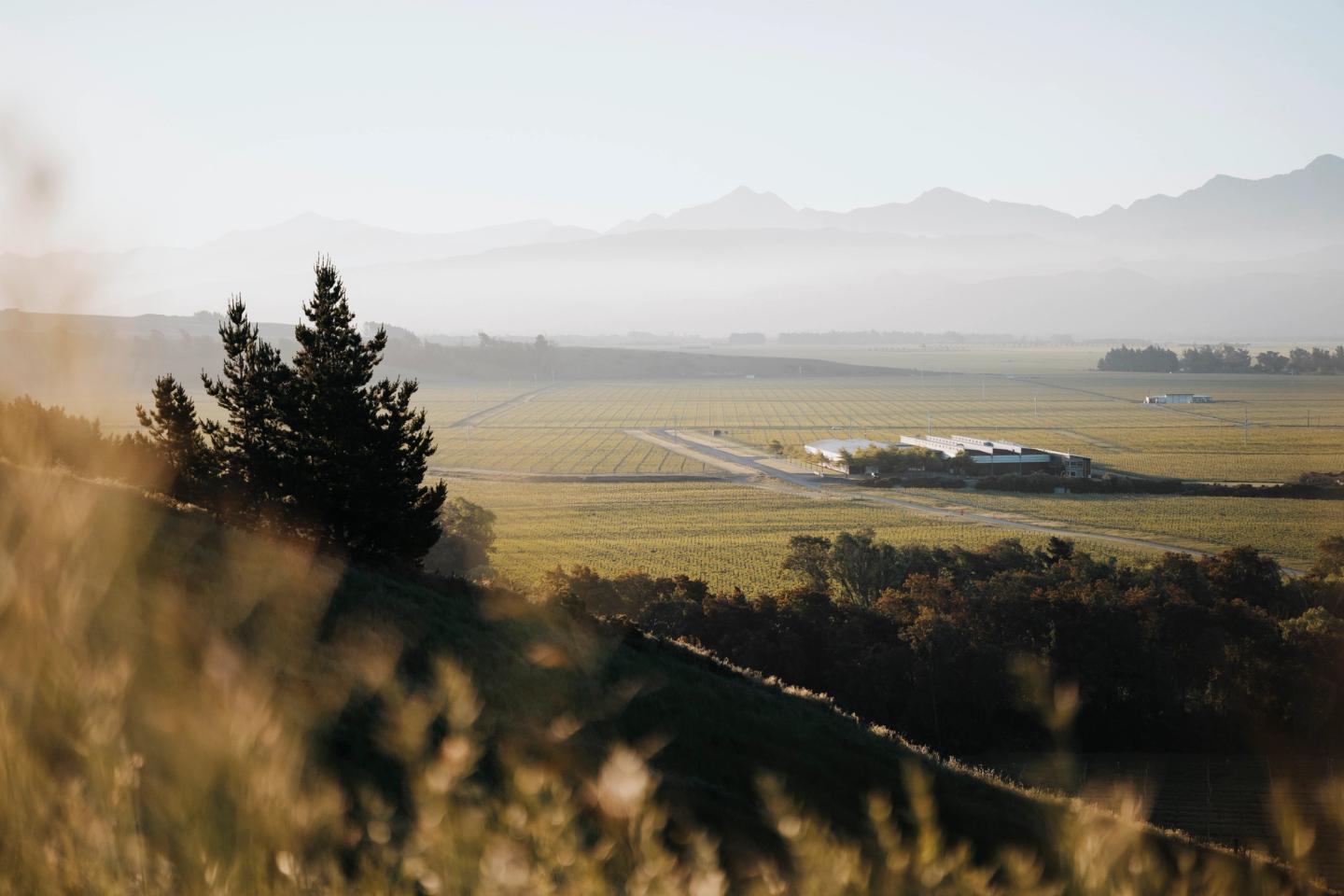 Panoramic Marlborough Wine Region & Tasting