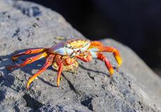 San Cristóbal, Galapagos, Ecuador