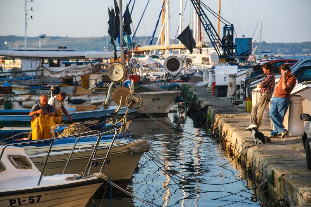 Daily Catch with a Fisherman
