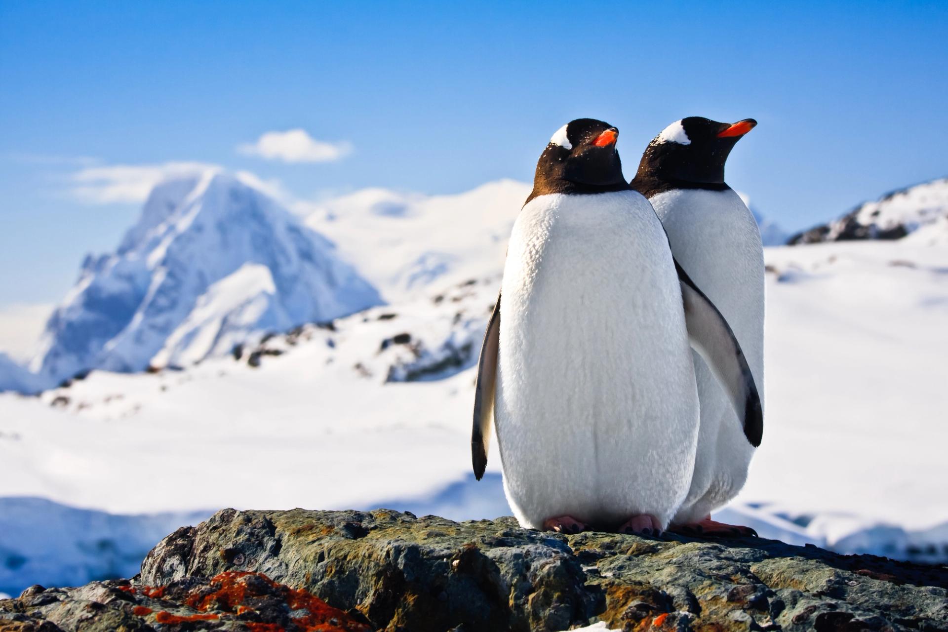 Leader In Luxury Cruising