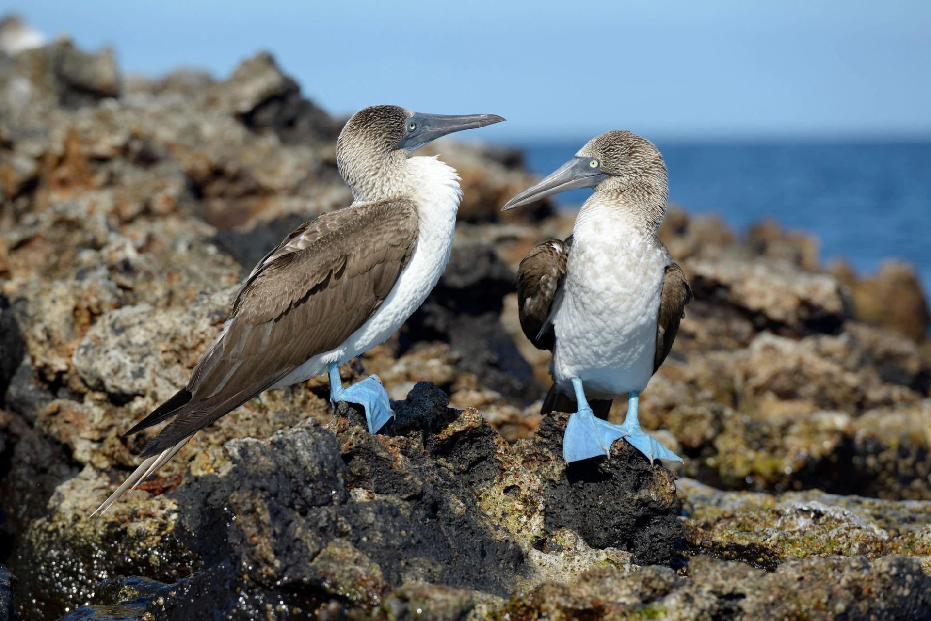 San Cristóbal, Galápagos a San Cristóbal, Galápagos