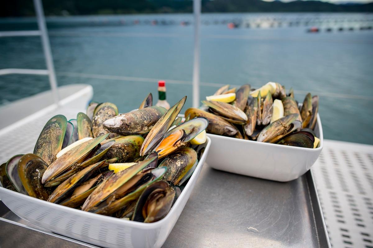 Greenshell Mussel Cruise