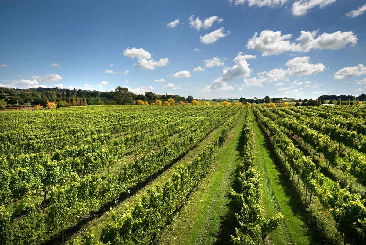 Denmark Food & Wine