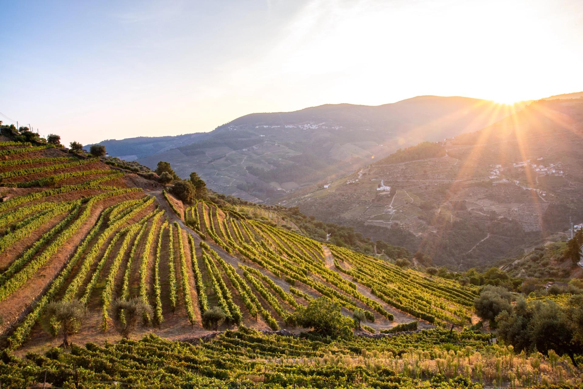 PRIVATE PORT BLENDING & LIVE FIRE COOKING ON HISTORIC DOURO WINE ESTATE