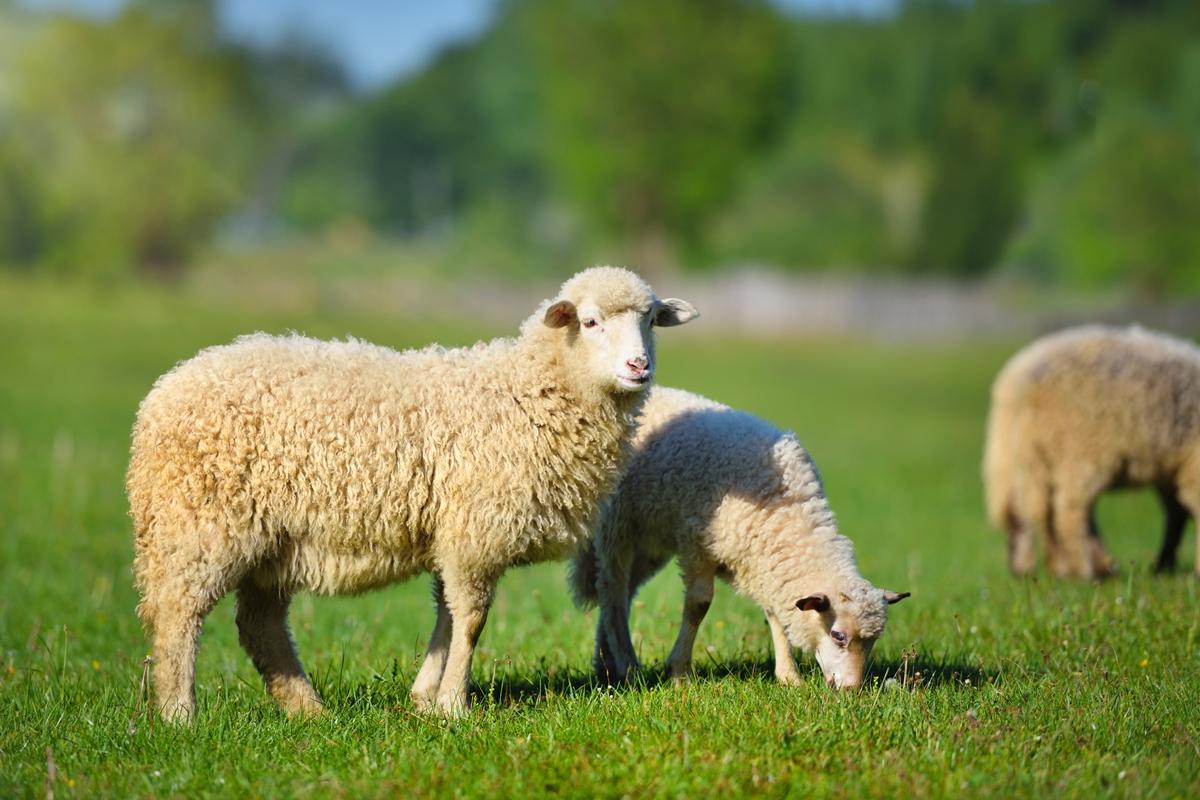 Waikaka Valley Farm Experience