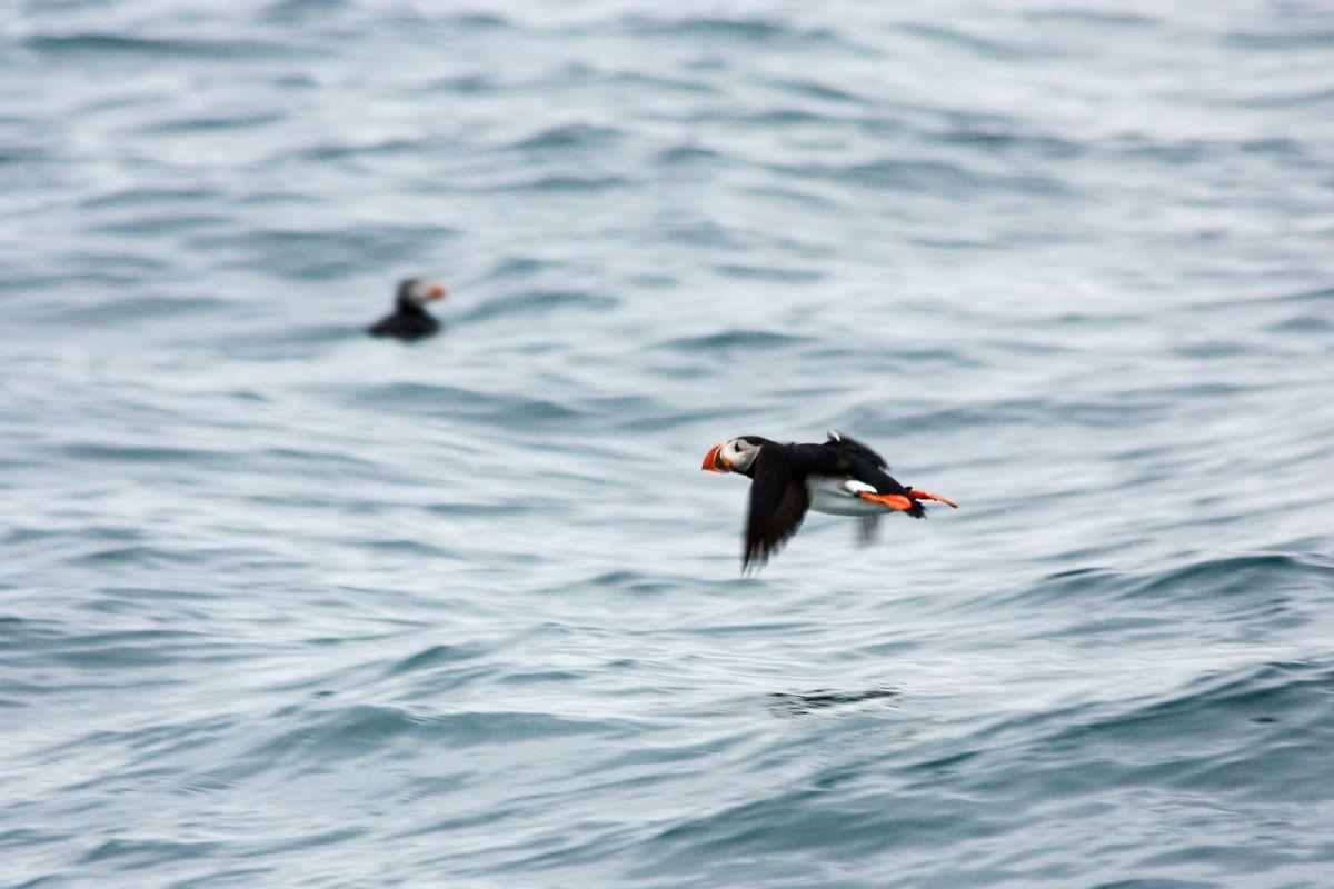 Whales & Wonders: Husavik Whale Watching and Museum Experience