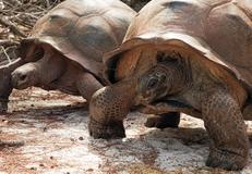 Aldabra
