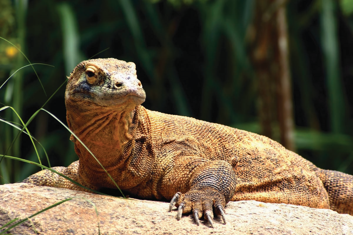 Komodo - Dragon's Lair