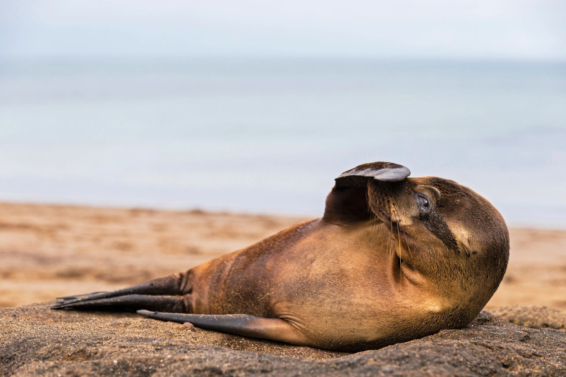 San Cristóbal, Galápagos a San Cristóbal, Galápagos