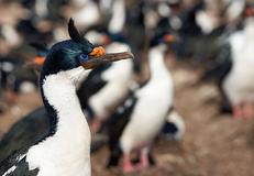 New Island, Falkland Islands