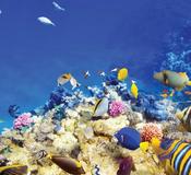 Lizard Island
