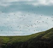 Sumburgh, Shetland Islands, Scotland