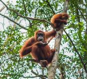 Belawan for Gunung Leuser National Park
