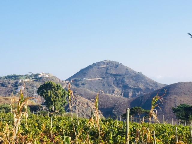 Wine & History of Gran Canaria