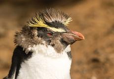 Gough Island