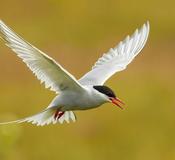 Papa Stour, Shetland Islands, Scotland
