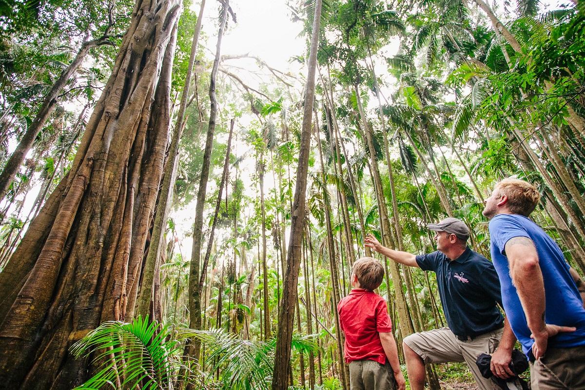 Tamborine Mountain Full Day Tour
