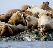 Walrus Island
