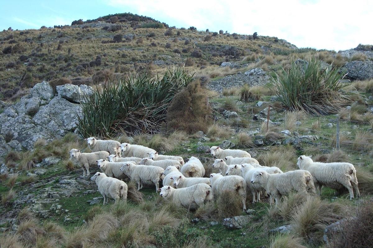 Canterbury Sheep Farm