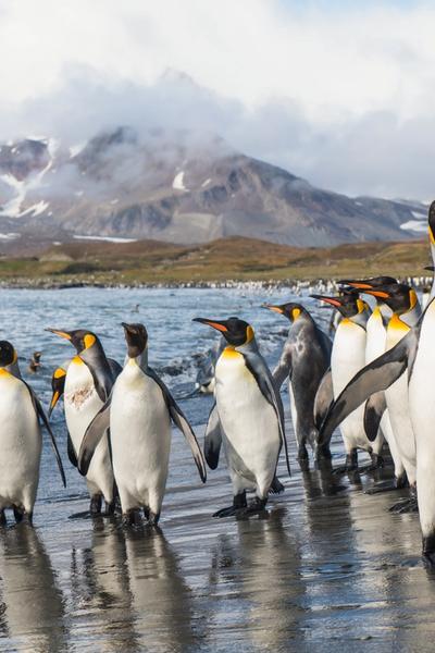 Exclusive Access to Antarctica’s Wild Side