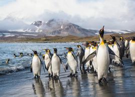 Exclusive Access to Antarctica’s Wild Side