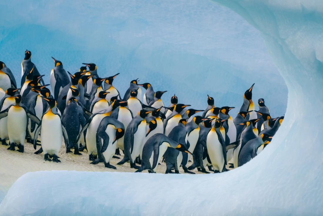 Penguins gathered on the snow in Antarctica