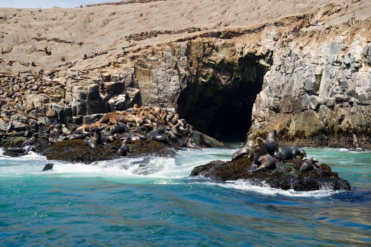 Palomino Island by Boat