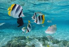 Sinda Island