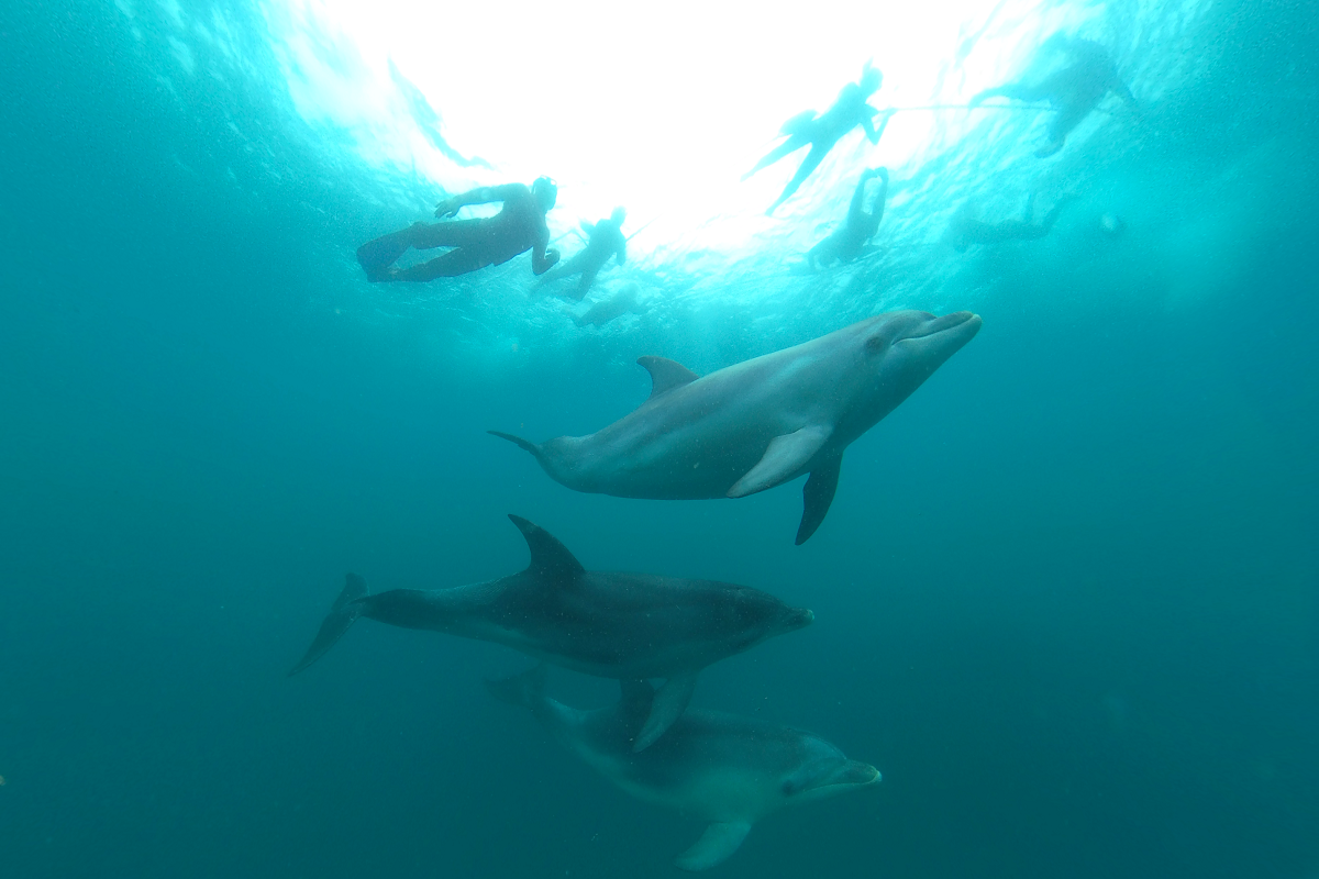 Swim with the Seals