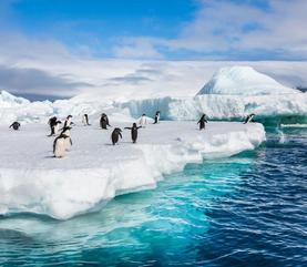 Cruise King George Island King George Island