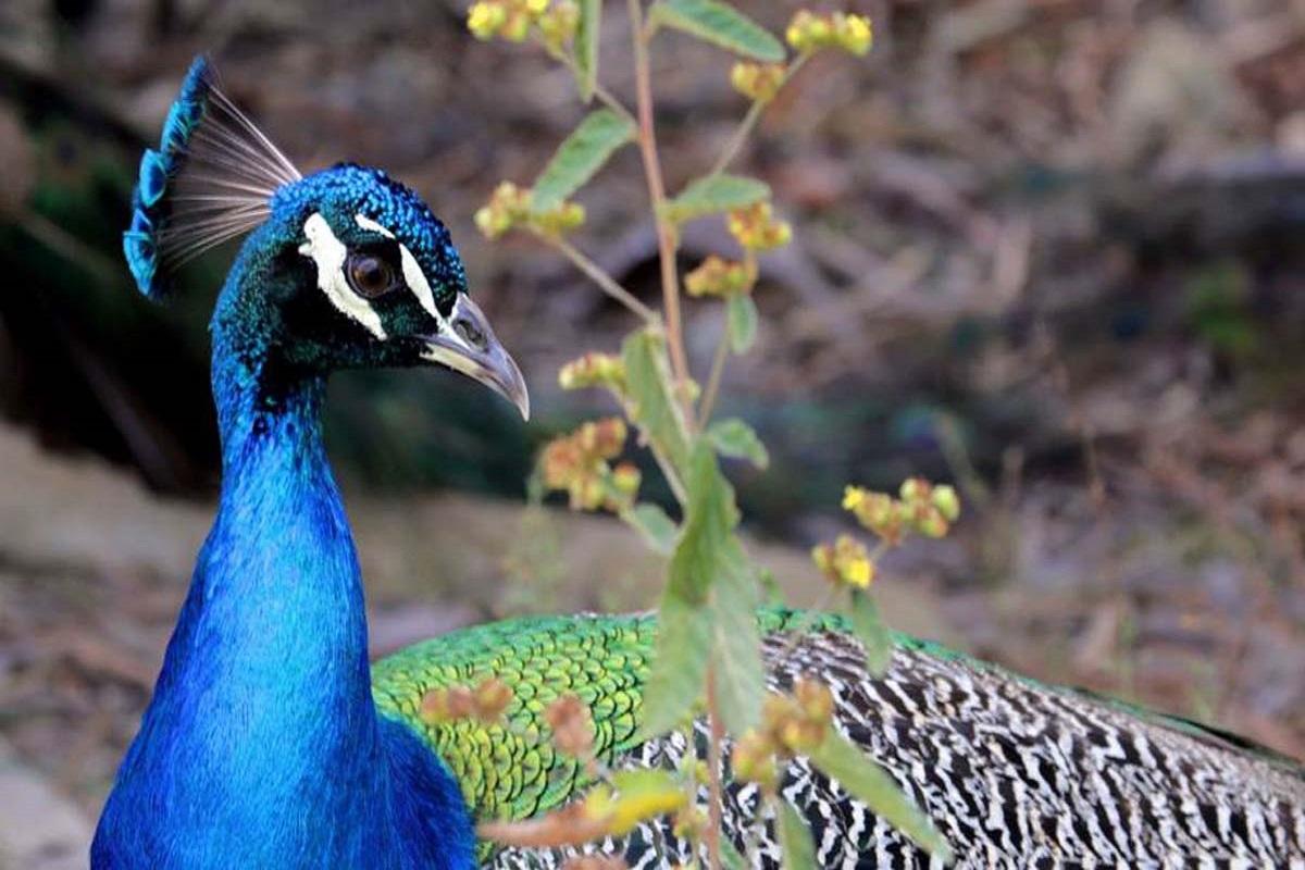 Birds of Colombia