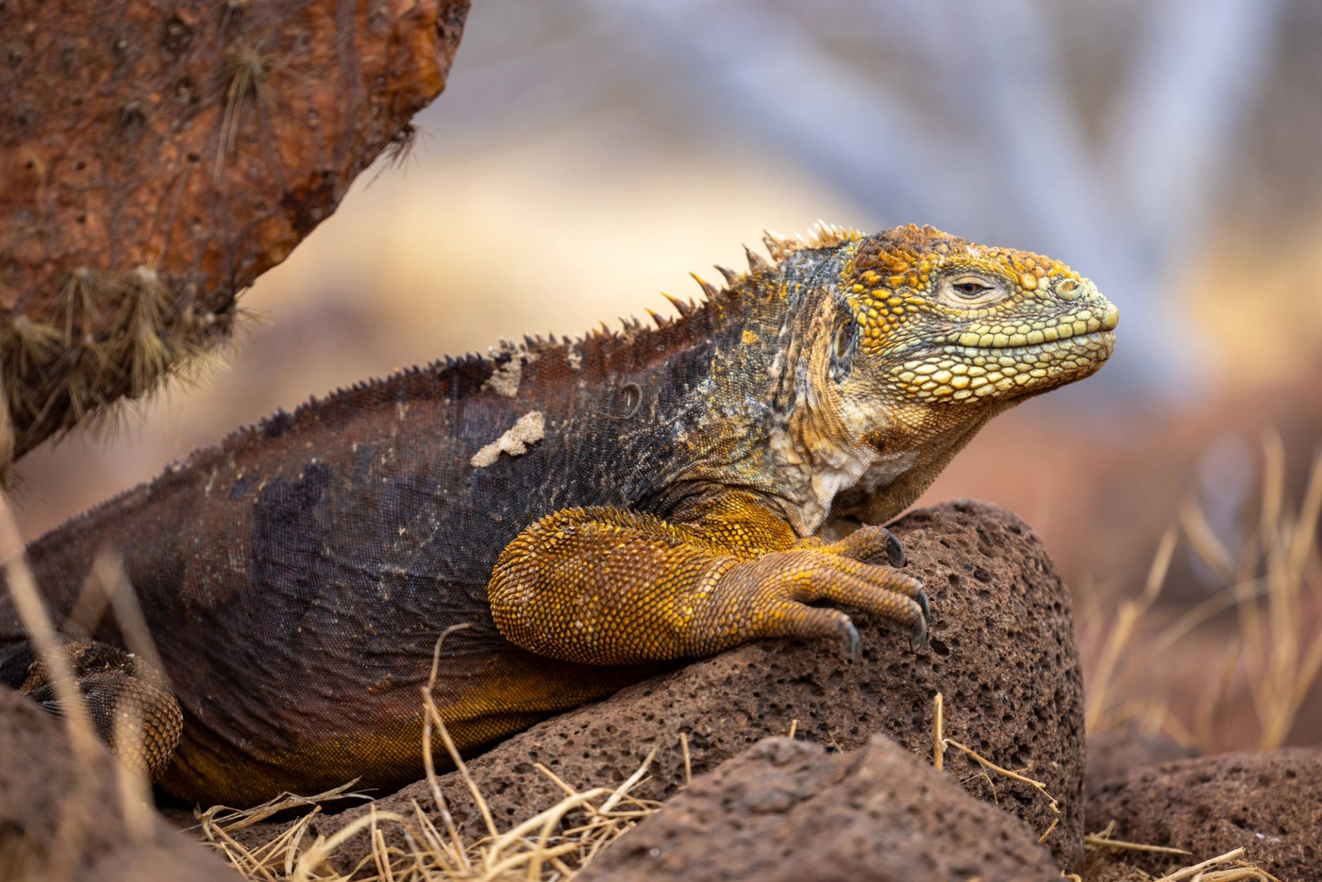 San Cristóbal, Galápagos a San Cristóbal, Galápagos
