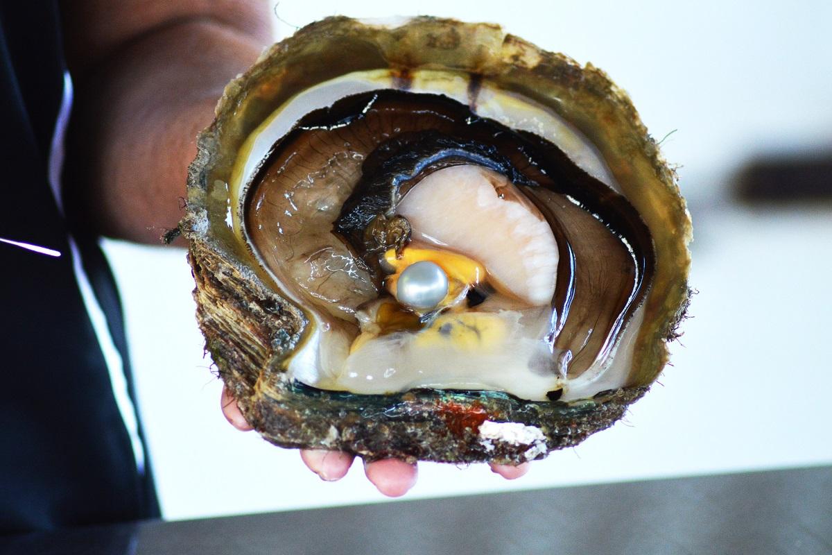 Willie Creek Pearl Farm