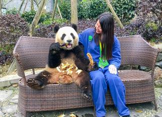 Chengdu Pandas