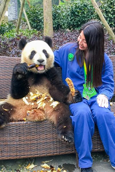 Pandas en Chengdu