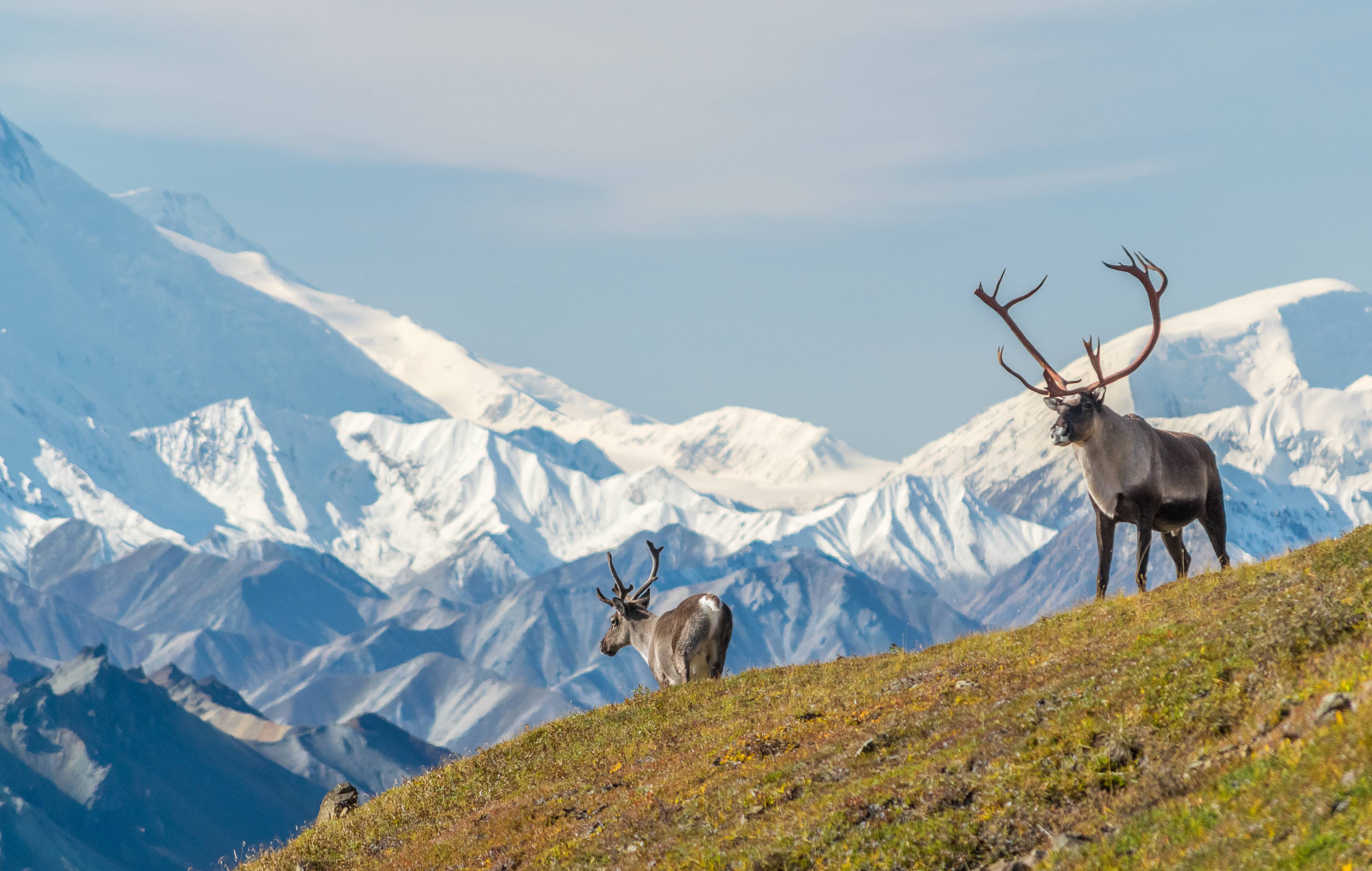 Denali Adventure