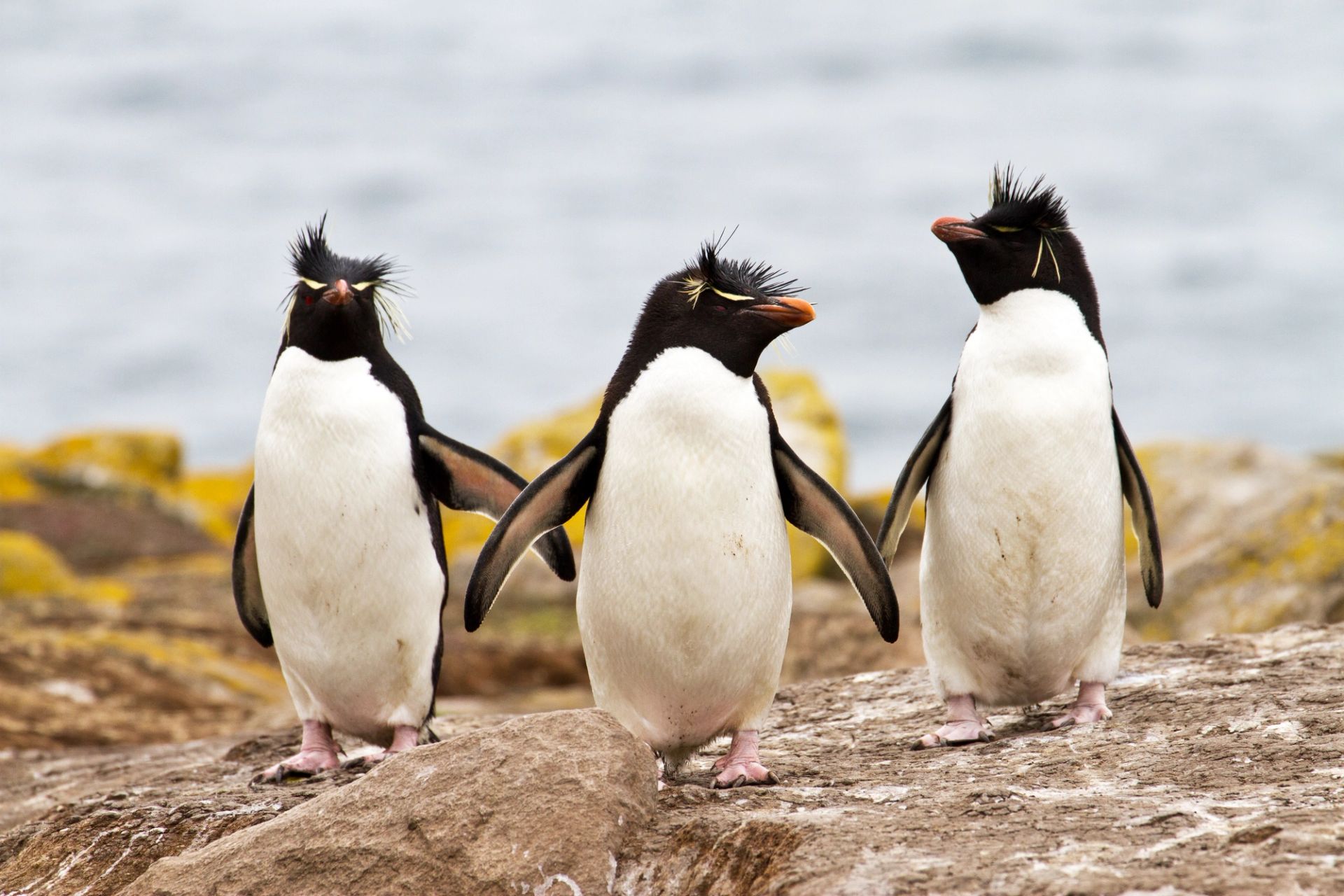 King George Island to King George Island