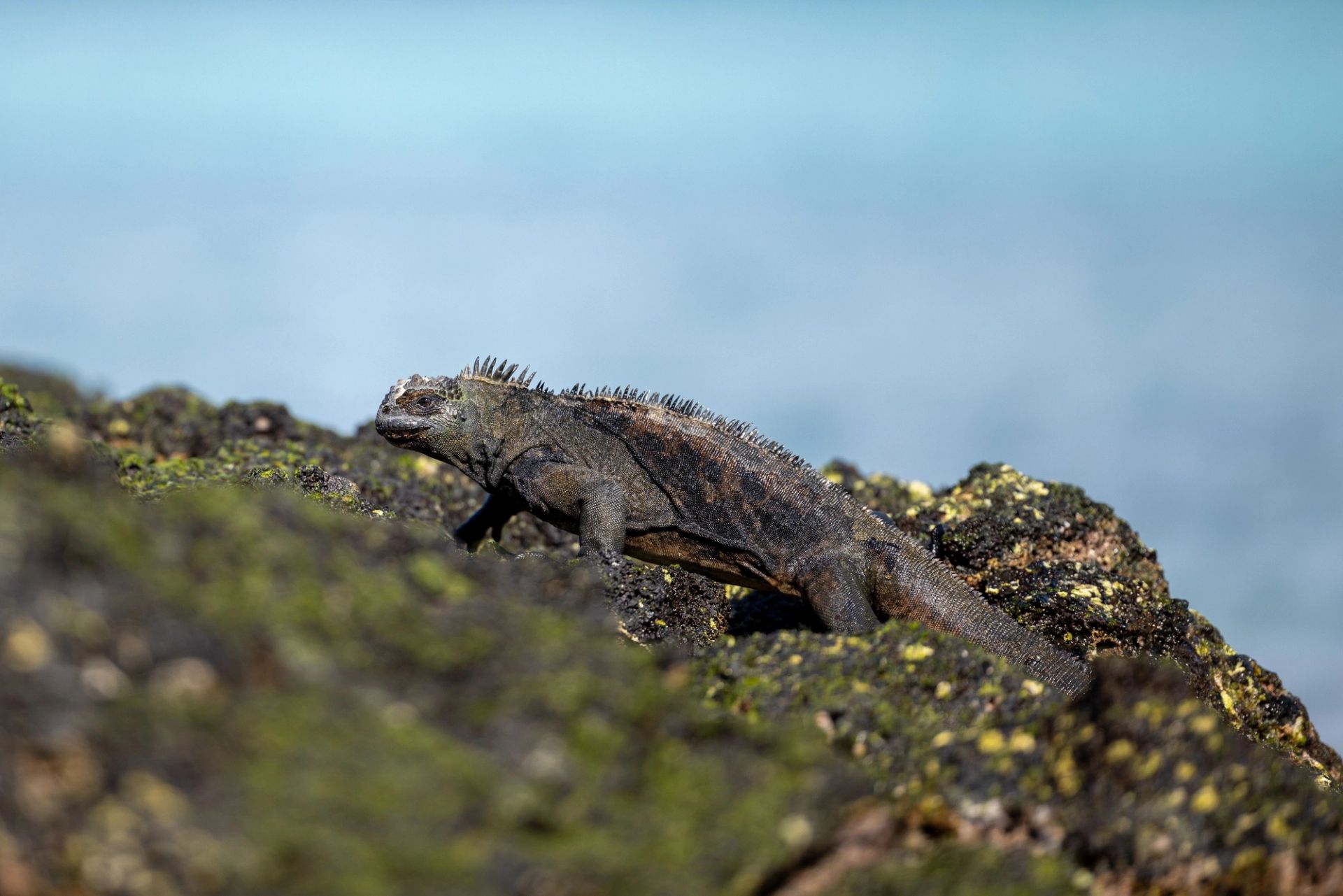 San Cristóbal, Galápagos à San Cristóbal, Galápagos