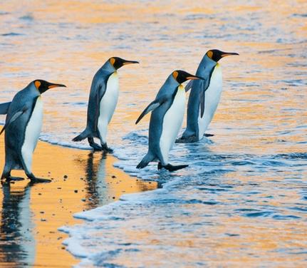 Cruise Puerto Williams Puerto Williams