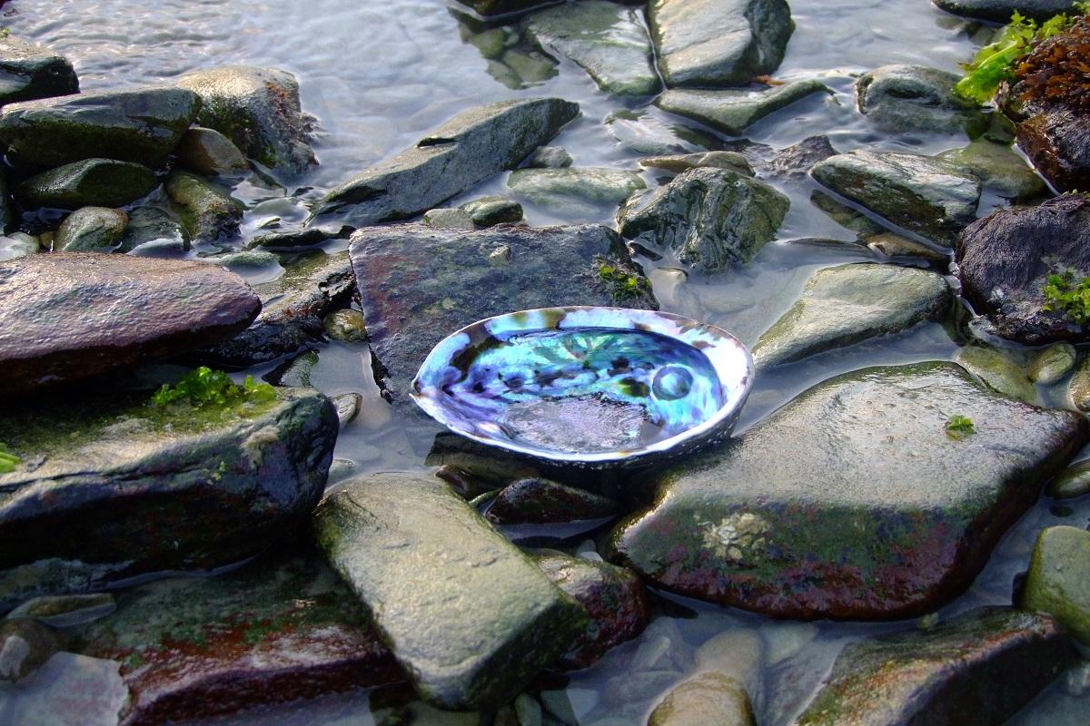 Paua Pearl Farm & Marlborough Sounds