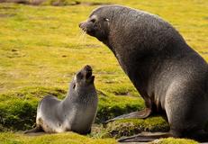 South Georgia, South Georgia and the South Sandwich Islands