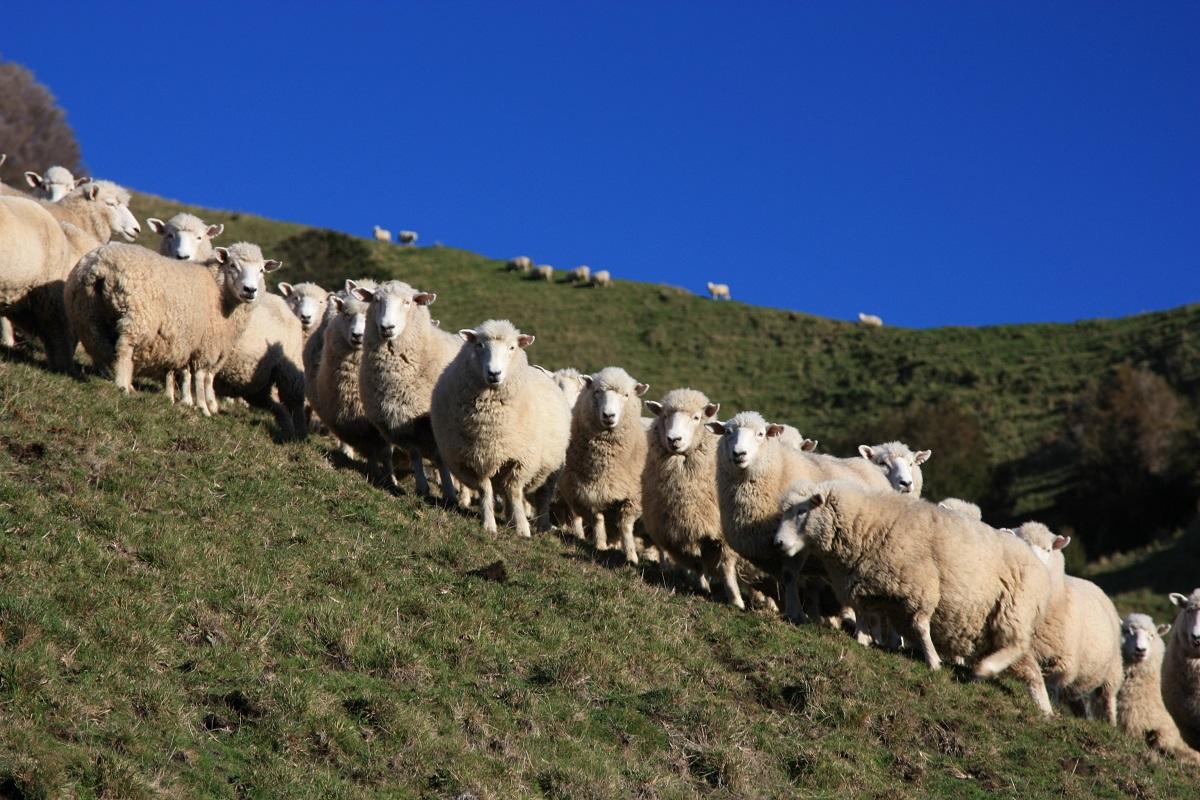 Waipura Farm Adventure