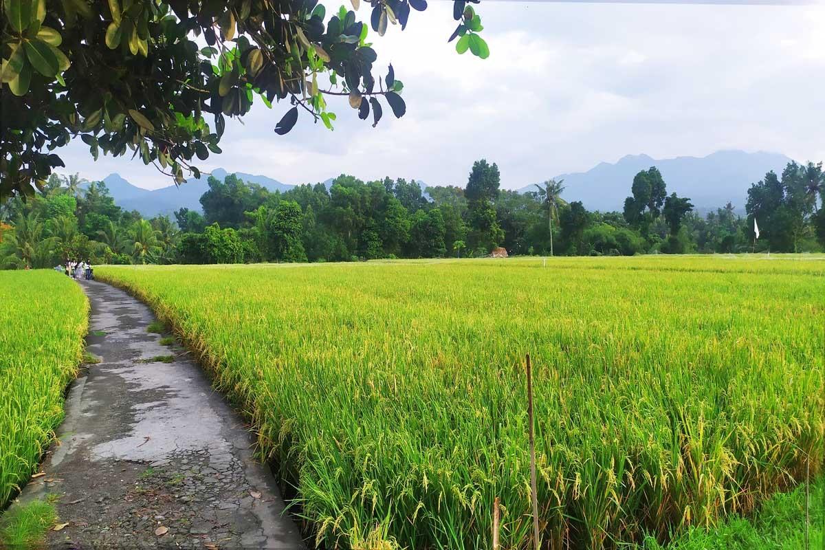 A Walk through Mambalan Village